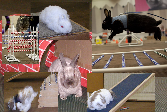 Rabbit Agility Collage